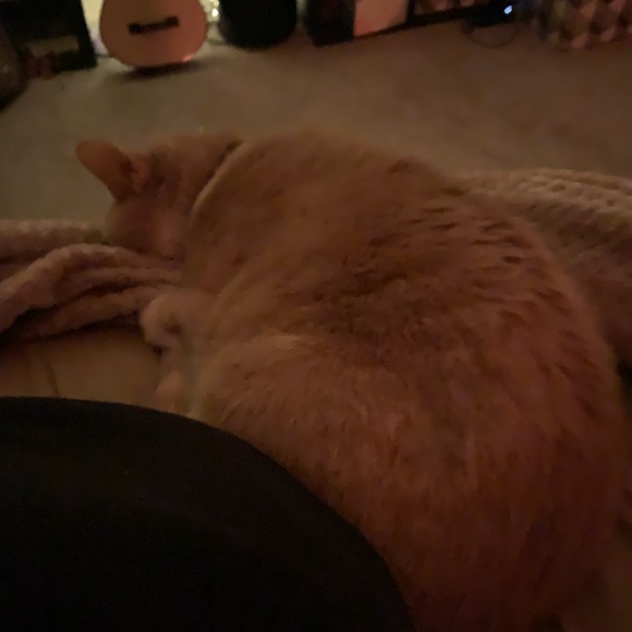 Meet your Posher, Riley - Picture 4 of 5